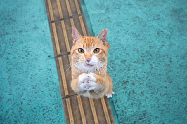 環境大臣賞はオッドアイの白猫ちゃん 命を救われた犬猫の写真コンテストが受賞作品を公表 Cat Press Goo ニュース