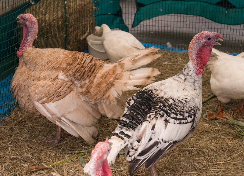 クリスマスに食べがちな 七面鳥の意外なエピソード マガジンサミット Goo ニュース