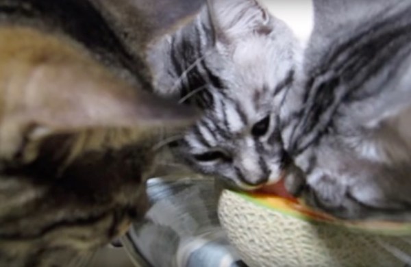 赤肉メロンに群がる猫 顔を寄せ合い甘みを堪能 猫ジャーナル Goo ニュース