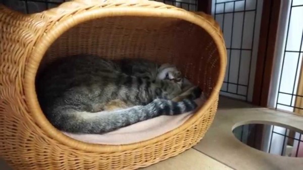 夢にうなされ目を覚ます猫 何食わぬ顔で二度寝モードへ 猫ジャーナル Goo ニュース 夢にうなされ目を覚ます猫 何食わぬ顔で二度寝モードへ 猫ジャーナル Goo ニュース