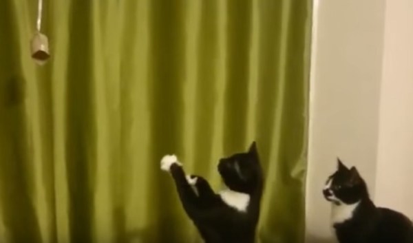 いくらなんでもそれは遠すぎ 怪しい物体手招きする猫 猫ジャーナル Goo ニュース