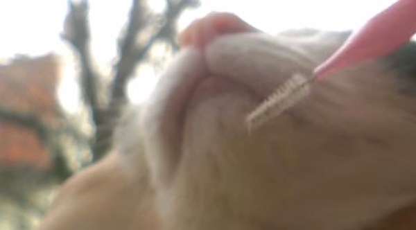 猫の顎下ニキビ取りに 歯間ブラシが効果的 猫ジャーナル Goo ニュース