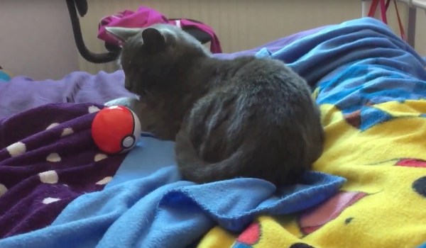 Arよりもリアルなポケモンgo スマホ不要で黒猫ゲット 猫ジャーナル Goo ニュース Arよりもリアルなポケモンgo スマホ不要で黒猫ゲット 猫ジャーナル Goo ニュース