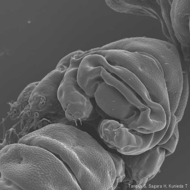 −273℃でも100℃でも死なない地球上最強の生物!?「クマムシ」の生態について専門家に聞いてみた!