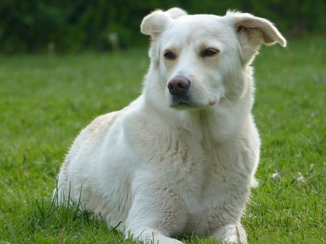 突然死んだ飼い主のおじいさんを想い続ける犬に感動 犬は飼い主を忘れない 新刊jpニュース Goo ニュース