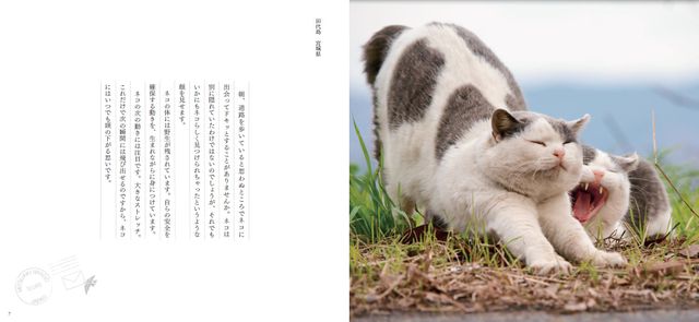 ネコ好きから圧倒的人気の動物写真家 岩合光昭のネコ写真集が最高すぎる 新刊jpニュース Goo ニュース