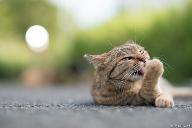 ツイッターで大人気 鼻提灯猫 の写真家が 気ままなネコ の写真集発売 新刊jpニュース Goo ニュース