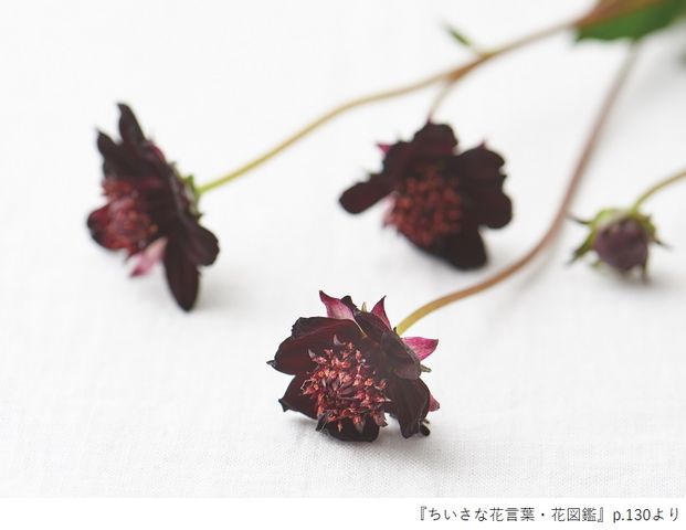 花言葉で 愛 を伝える 春のイベントで贈りたい花６選とその花言葉 新刊jpニュース Goo ニュース