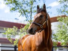 ブラストワンピース、ノンコノユメらGI馬も 引退競走馬多数の馬術大会が開催