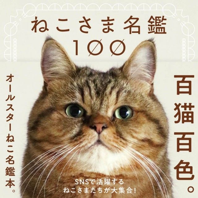 こんな写真集を待っていたニャ 人気猫のプロフィールが分かる ねこさま名鑑100 Cat Press Goo ニュース