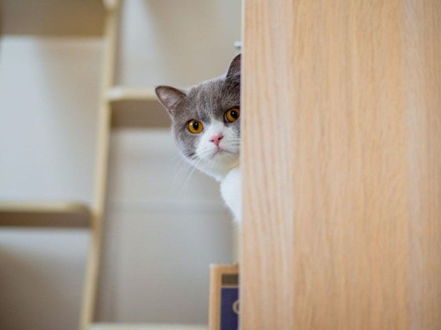 チラッと現れた猫の姿がたまらない ねこのひょっこり展 が開幕 ネコ写真家の作品も展示中 地域 写真 Goo ニュース