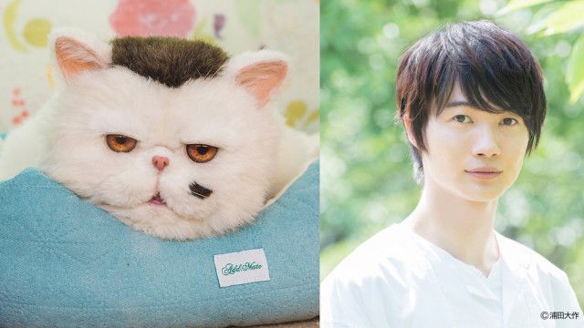 ブサ可愛い猫の声を演じるのは 神木隆之介 連続ドラマ おじさまと猫 のねこ役が発表 エンタメ 写真 Goo ニュース