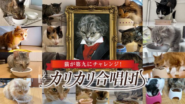 猫がご飯を食べる音でベートーヴェンの名曲「第九」を再現！104匹の猫たちが奏でる映像を公開