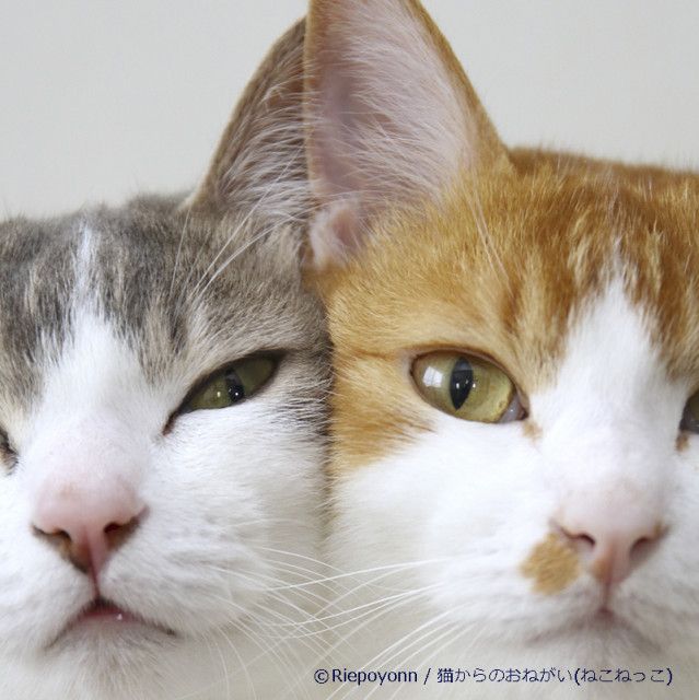 猫の写真作品など約800点が集結する「もふあつめ展」が渋谷で開催！保護猫の譲渡会や写真展も