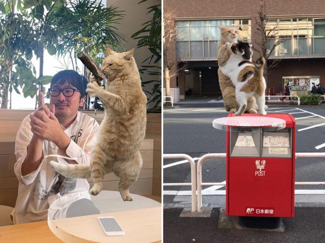 NFTデジタル特典で猫のおもしろショットも撮影できる！ねこ写真家・沖昌之さんの新作写真集『日常にゃ飯事』