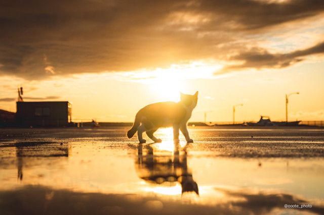 まるで猫神様】雨上がりの海岸で夕日に染まる猫のシルエットが美しい 