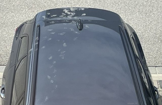 同僚の車を見たら…猫の足跡まみれだった！同情しつつも可愛すぎて癒やされるSNSユーザーが続出