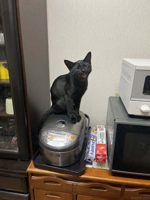 「知能派デモ」ごはんの量を減らされてしまった黒猫ちゃん、対抗策として炊飯器を使わせない暴挙に出る事案が発生