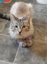 帰宅した猫の首輪に恐ろしいメモが ウェールズで誘拐すると脅迫された猫 ガンダルフ が話題に Cat Press Goo ニュース