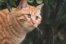 21年版 猫の日企画まとめ ラーメンからディズニーまで注目の猫グッズ サービスを紹介 Cat Press Goo ニュース