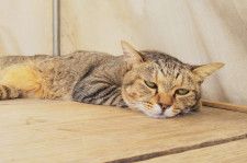 バカの壁の著者 養老孟司さんの愛猫 まる が死去 人間なら歳のご長寿ネコ Cat Press Goo ニュース