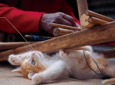 世界各地で出会った子猫の写真130点を展示！岩合光昭写真展「こねこ」名古屋栄三越で開催