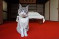 蕎麦屋のネコから温泉旅館のネコまで、ねこが主役の紀行番組『新・旅猫ロマン』の最新話は群馬の郷