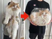 【体積がおかしい】猫が液体であることを5秒で証明する写真が話題に→5匹が暮らす猫家族のやさしい兄貴分だった