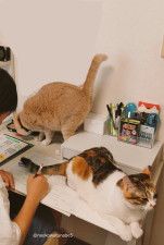 テスト勉強しているか娘の部屋をのぞいてみると…2匹の猫が監視していた！猫に惑わされることなく勉強する姿に称賛の声が寄せられる