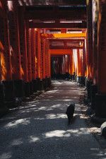 赤い鳥居と黒猫のコントラストが神秘的！伏見稲荷大社で鳥居の隙間から一匹の猫が出現→誘うように歩き出す光景が異世界すぎる