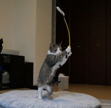 猫じゃらしで一撃必殺ニャ！上段の構えから今にも技を繰り出しそうな猫の姿がカッコよすぎるとSNSで大絶賛