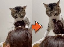 新手の猫ヘアスタイリスト現る？飼い主さんの髪の毛に一生懸命かぶりつく猫ちゃんの衝撃映像が公開