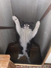 網戸に張りついた猫の目がピカーン！正気を失ったようなホラー写真にネットが騒然→そこまでして猫が侵入したかった場所とは？