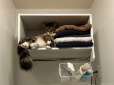 「そこにタオルをいれたいです」一生懸命に洗濯物を畳んだ飼い主さん、棚にしまおうとしたら猫に占領されてしまう事案が発生