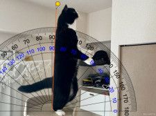 猫は2本足でまっすぐ立てるのか？本気を出した猫の背中を分度器で測ってみると…結果は88度→ほぼ垂直に立てることが判明