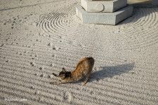 枯山水の上を猫が歩くと「枯にゃん水」に！猫の足跡によって砂を荒らされた日本庭園→逆に芸術性が高まったとSNSで大反響