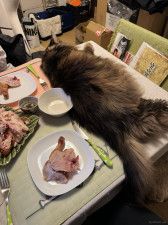 食卓の半分を占拠するビッグボディな猫ちゃん！人間の食事中でも猫をどかさない理由とは？飼い主の獣医さんに聞いてみた