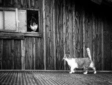 漁師の作業小屋で見つめ合うネコと少女の姿が微笑ましい、冬の漁港で猫写真家が切り取った一枚の風景