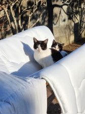 「強風なのに布団が飛ばないなー」何故かと思って庭を見ると…猫の親子が座っていた→可愛すぎる重石にネットで大反響