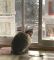 1000年の歴史を持つ神社で受付に就任した新米猫さん、参拝客を出迎える後ろ姿に勤勉ぶりがにじみ出る