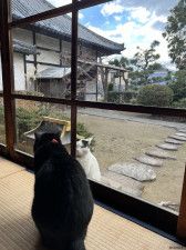 法要をサボった猫ちゃん、お寺に戻ってきたところを別の猫に見つかってしまう（兵庫・不徹寺）