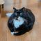 超ビッグボディな猫のソプラノ君、そのぽっちゃり体型の理由は…盲目で運動が苦手な猫ちゃんだった