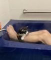 お風呂に入るのが大好きな三毛猫のチコちゃん、お湯に浸かっている姿が人間みたいでシュールすぎる