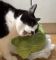 猫が盗み食いする犯行現場を動画が捉えていた！キャベツをもぐもぐと咀嚼する猫ちゃん、果たしてそのお味は？