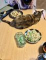 猫を見ながら何杯でもご飯を食べられそう！「猫のしつけに失敗した家の食事風景」に共感する人が続出
