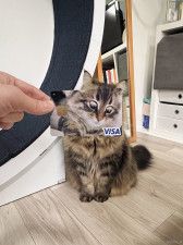 「これは欲しい！」「店員が三度見しそうw」猫が凝視する顔で作ったクレジットカードに、17万いいねの大反響