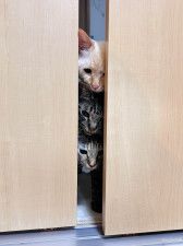 まるで猫のトーテムポールみたい！ドアの隙間から一列に並んでのぞき込むネコたちの姿が可愛すぎる