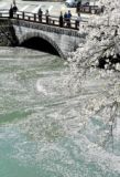 福井城址のお堀に「花筏」　舞い散った花びら、ひらりひらり着水