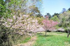 市民がオーナーとなって整備された敦賀さくらの里。手入れされていない桜の木も多く、園内を散策する市民は見られない＝4月16日、福井県敦賀市沓見