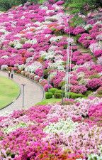 満開となったツツジ。さばえつつじまつりは5月3日に開幕する＝4月30日、福井県の鯖江市西山公園